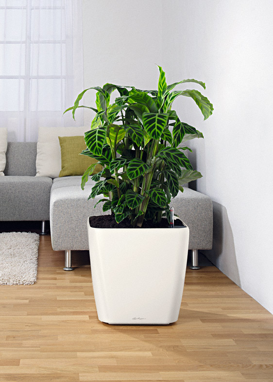 KOLEČKA PRO CLASSICO 43 | QUADRO 43 | PURO 50