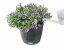 Lechuza NIDO COTTAGE 28 samozavlažovací květináč granitová kompletní set