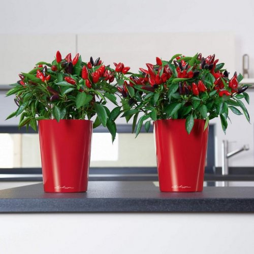 Lechuza MINI DELTINI samozavlažovací květináč červená kompletní set