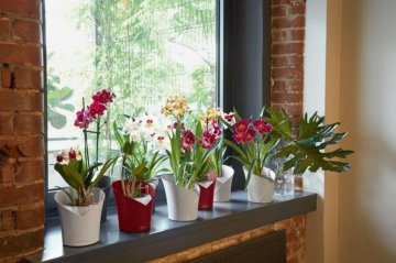 Květináče Lechuza Orchidea - Vhodné pro interier - Ano