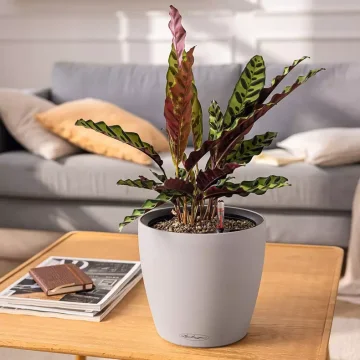 CLASSICO COLOR LS - Objem zeminy - 28 l