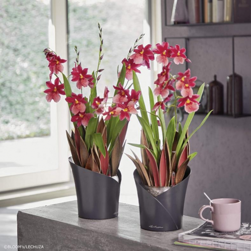 Lechuza ORCHIDEA Samozavlažovací květináč - Červená - kompletní set