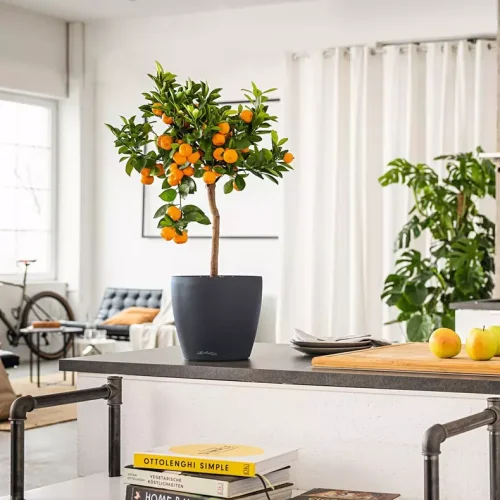 Lechuza DECO 12 papája