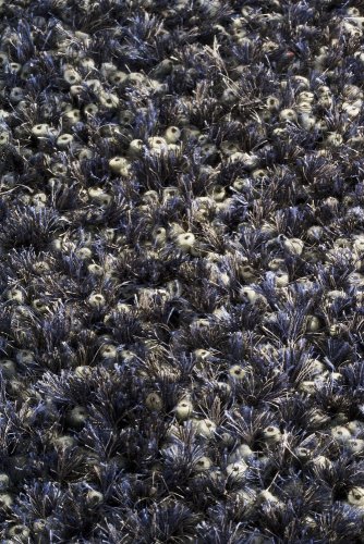 Ručně vyráběný kusový koberec MALIBU 170 x 240 cm - Barva: Modrá