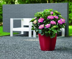 CLASSICO 35 scarlet CLASSICO 35 scarlet